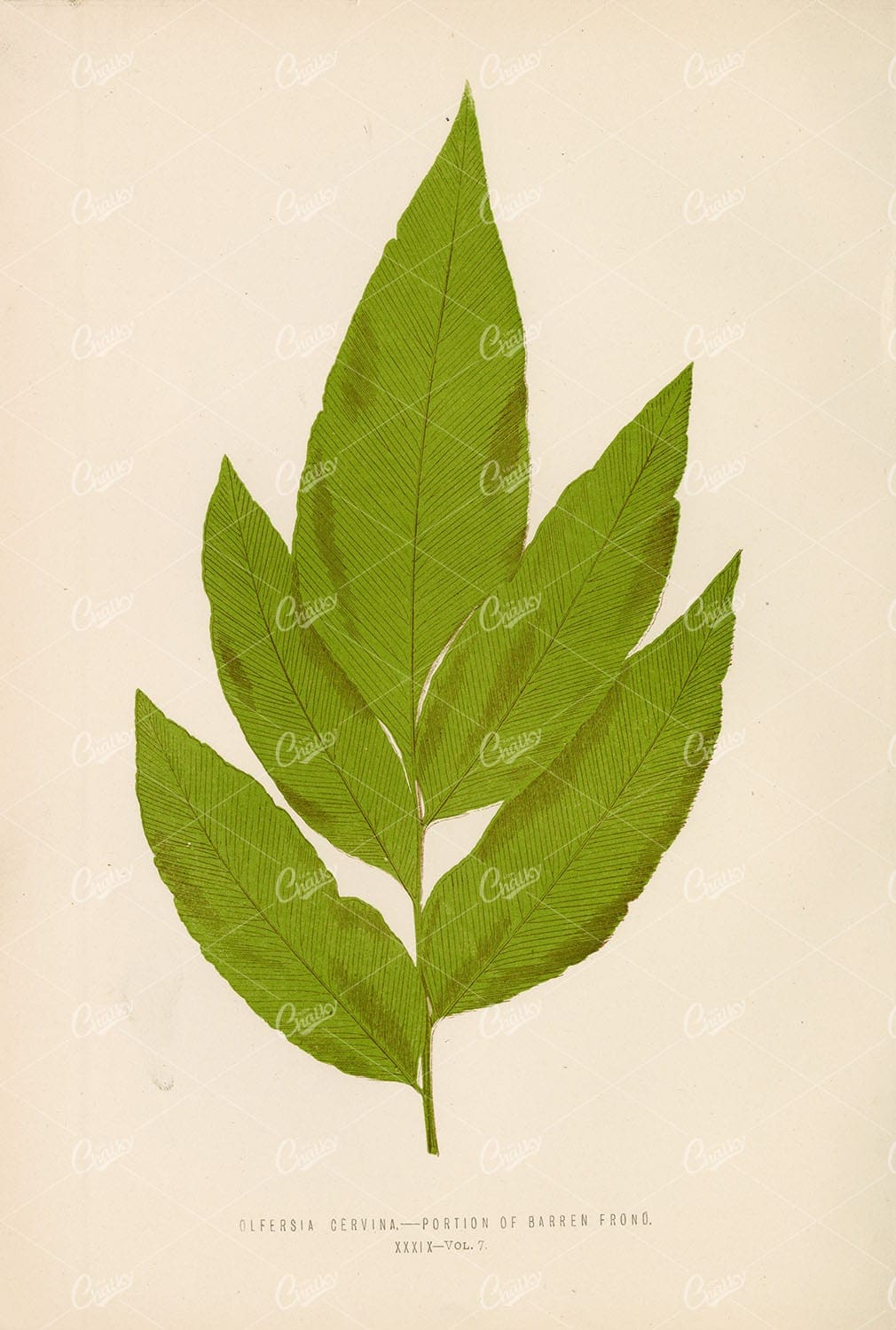 BOTANICAL Artwork by Edward Lowe, Olfersia Cervina Fern Plate XXXIX