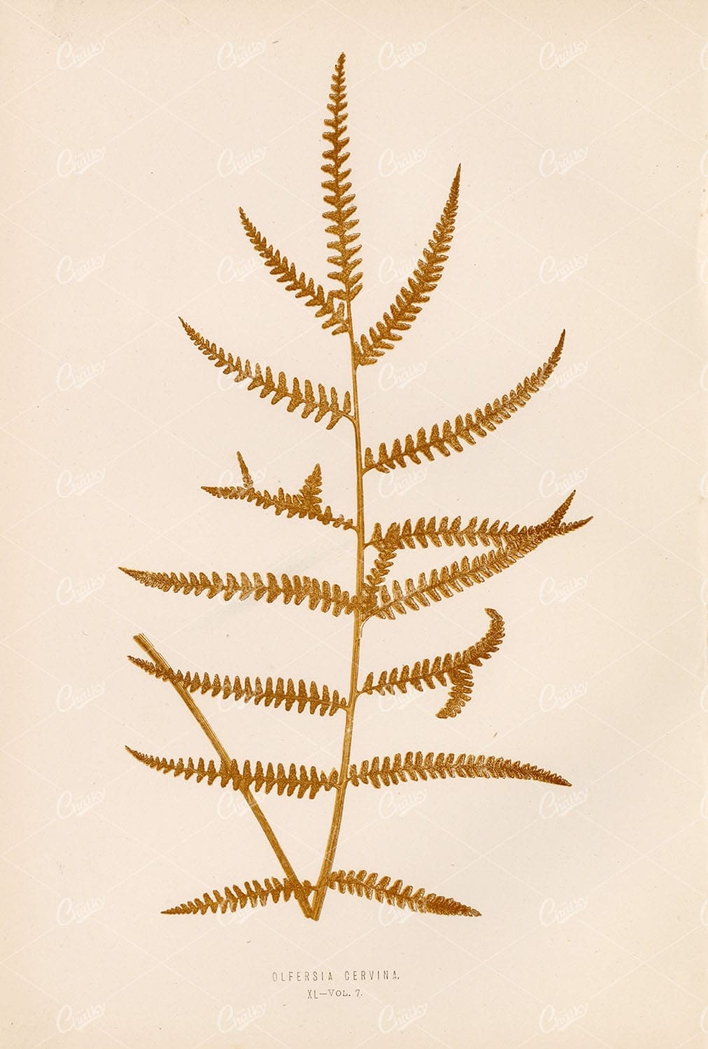 OLFERSIA Cervina Fern Illustration by Edward Lowe, Plate XL Vol.7