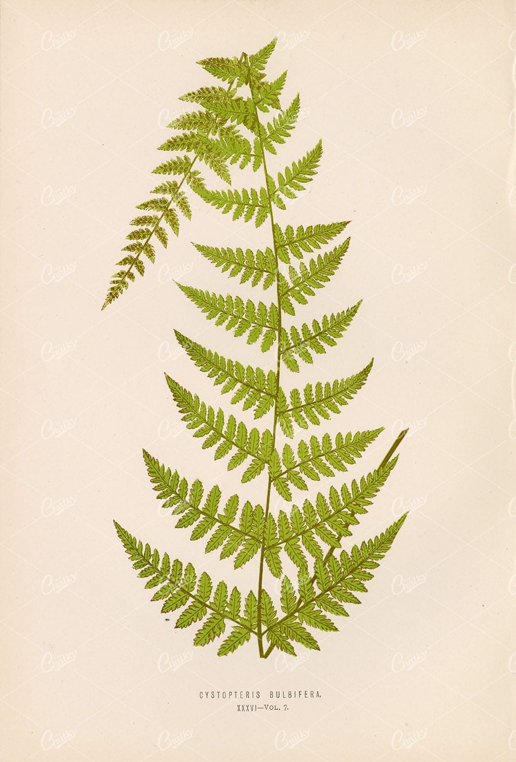 CYSTOPTERIS Bulbifera Fern Illustration by Edward Lowe Plate XXXVI