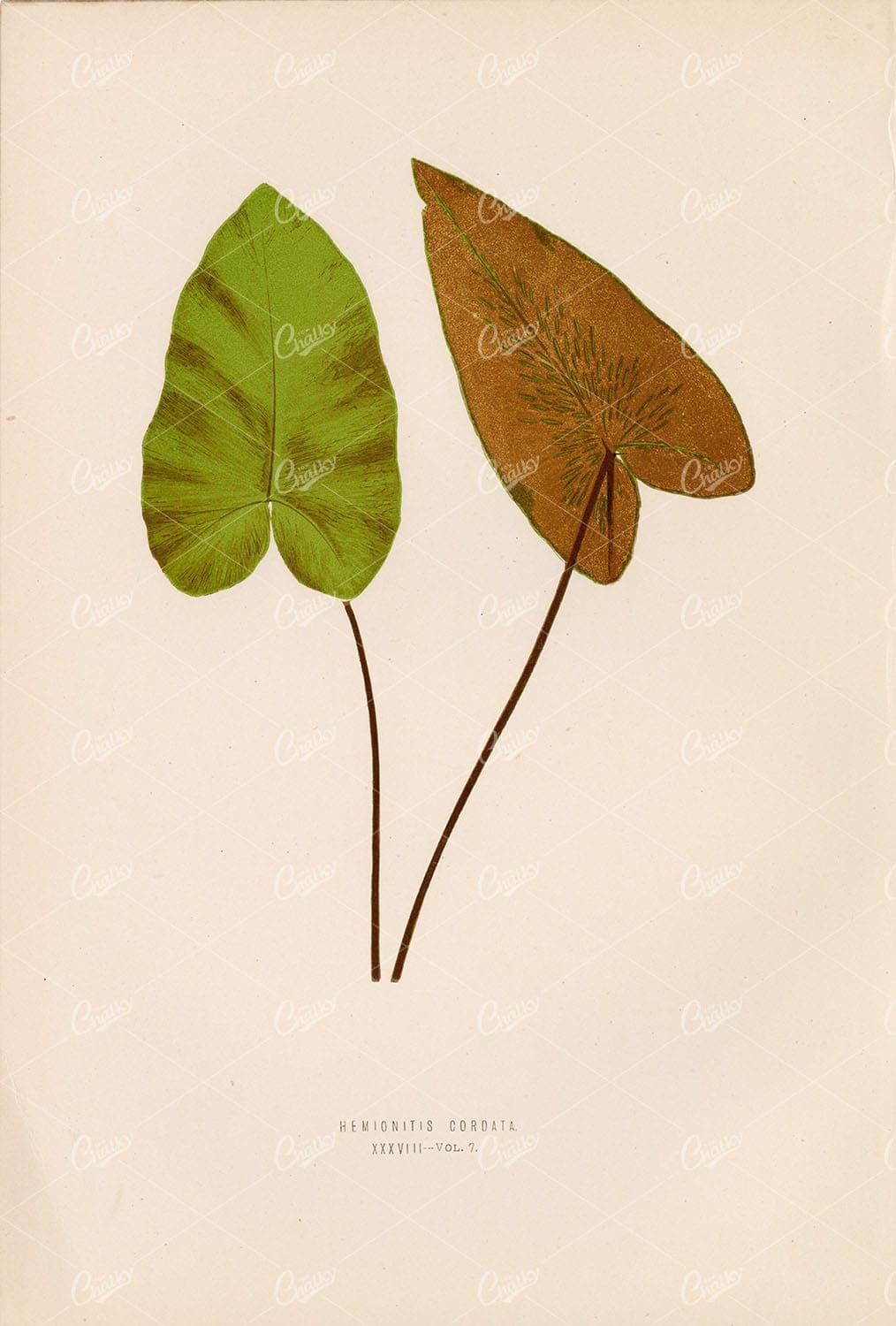 FERN Artwork by Edward Lowe of the Hemionitis Cordata Plate XXXVIII