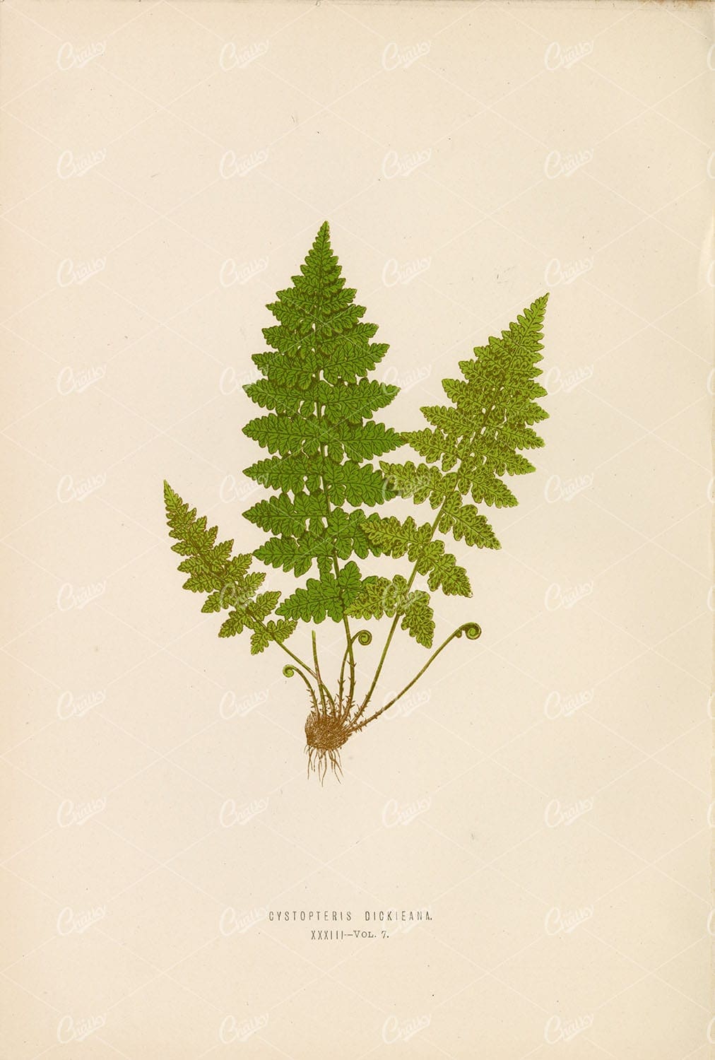 FERN Artwork by Edward Lowe of the Cystopteris Dickieana Plate XXXIII
