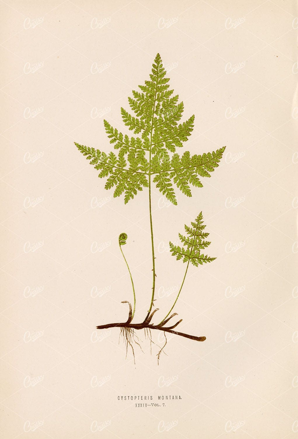 ORIGINAL Vintage Fern Artwork by Edward Lowe, Plate XXXIV