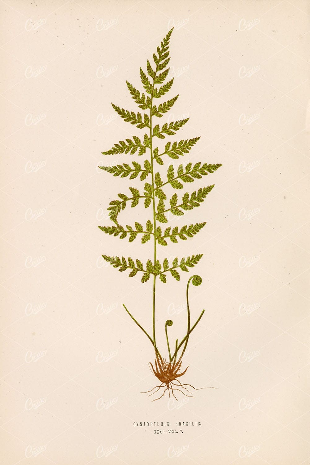 ORIGINAL Vintage Fern Artwork by Edward Lowe, Plate XXXI