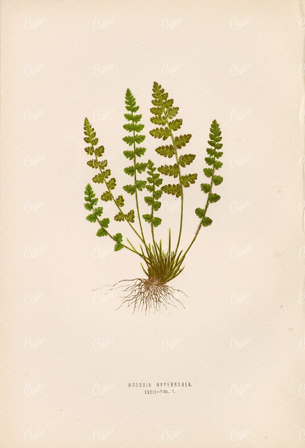 VINTAGE Original Fern Artwork by Edward Lowe, Plate XXVII 1856