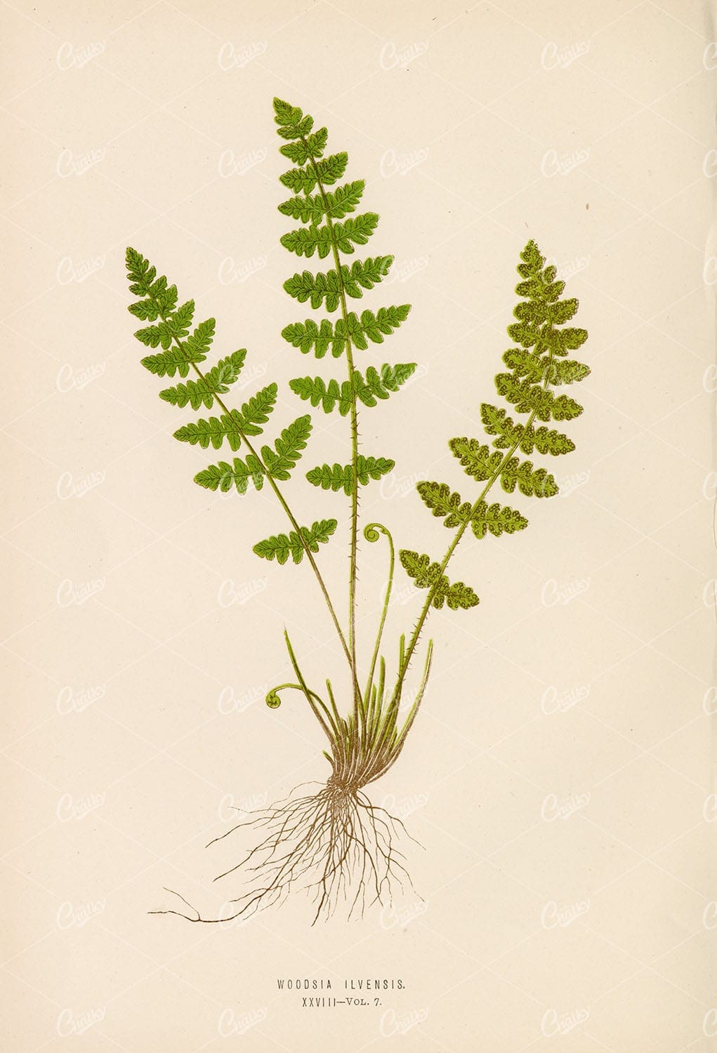 VINTAGE Original Fern Artwork by Edward Lowe, Plate XXVIII 1856