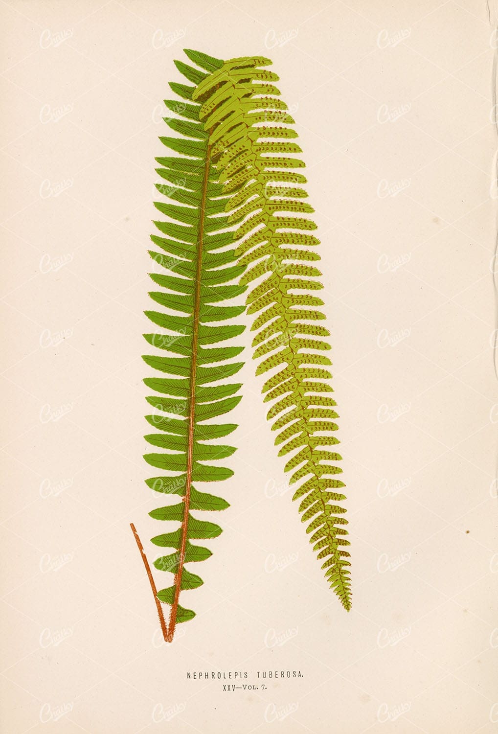 VINTAGE Original Fern Artwork by Edward Lowe, Plate XXV 1856