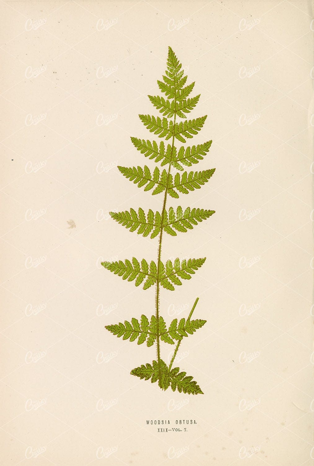 ANTIQUE Woodsia Obtusa Fern Illustraion by Edward Lowe, Plate XXIX Vol.7