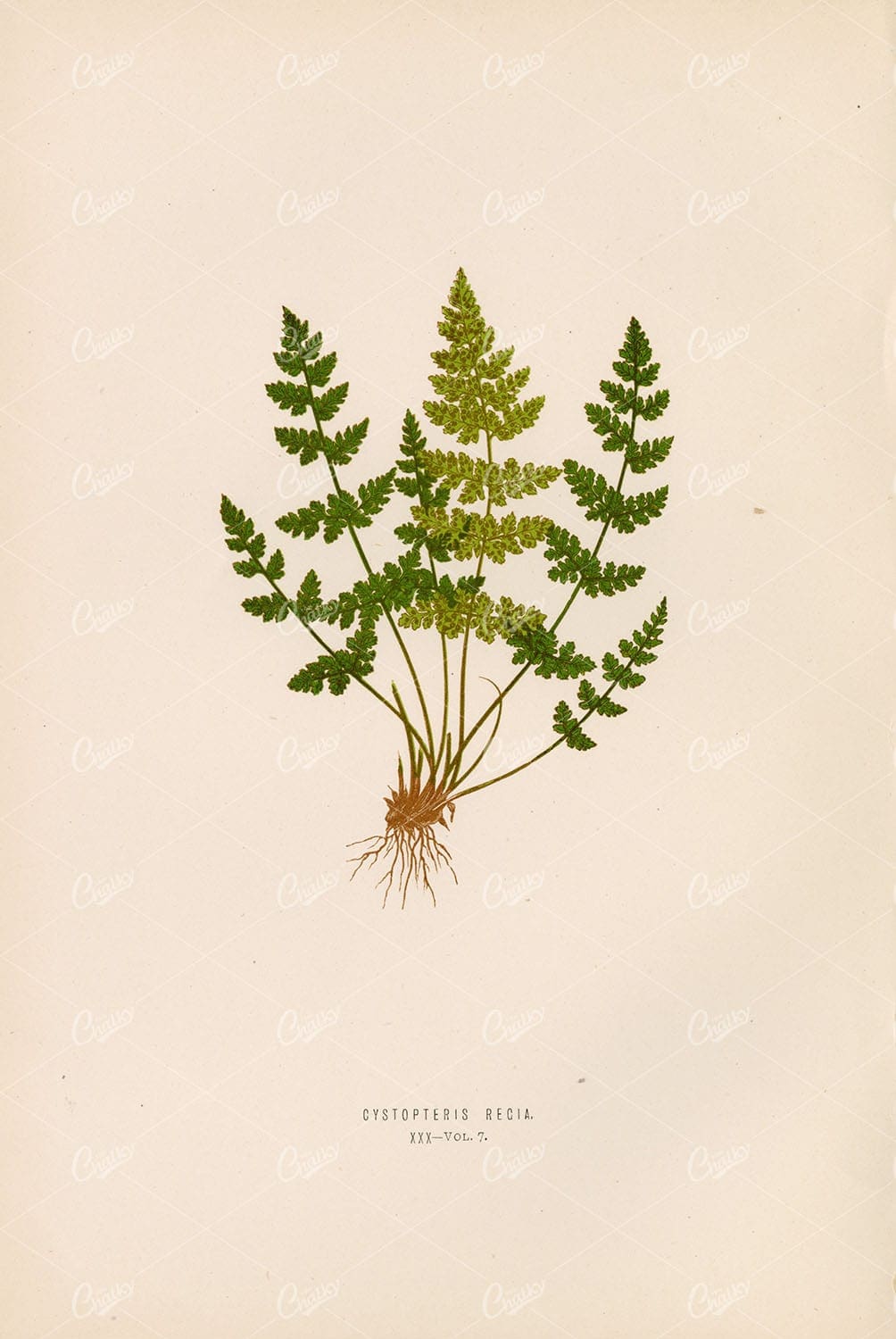 ANTIQUE Cystopteris Regia Fern Illustration by Edward Lowe, Plate XXX Vol.7