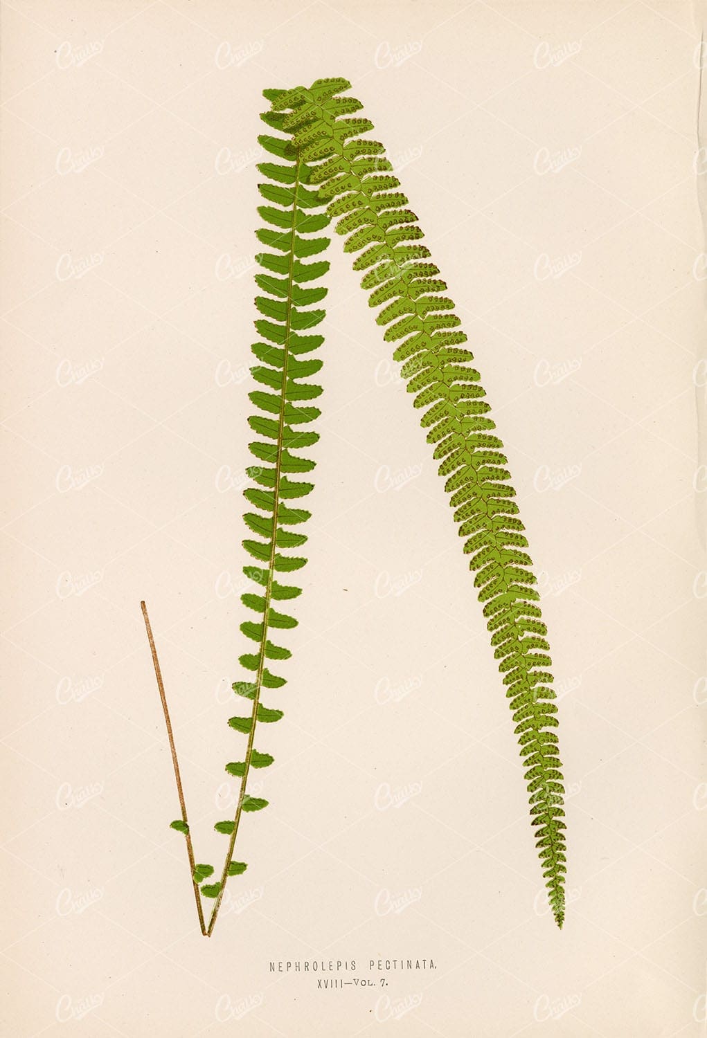 ANTIQUE Nephrolepis Pectinata Fern Illustration by Edward Lowe, Plate XVIII