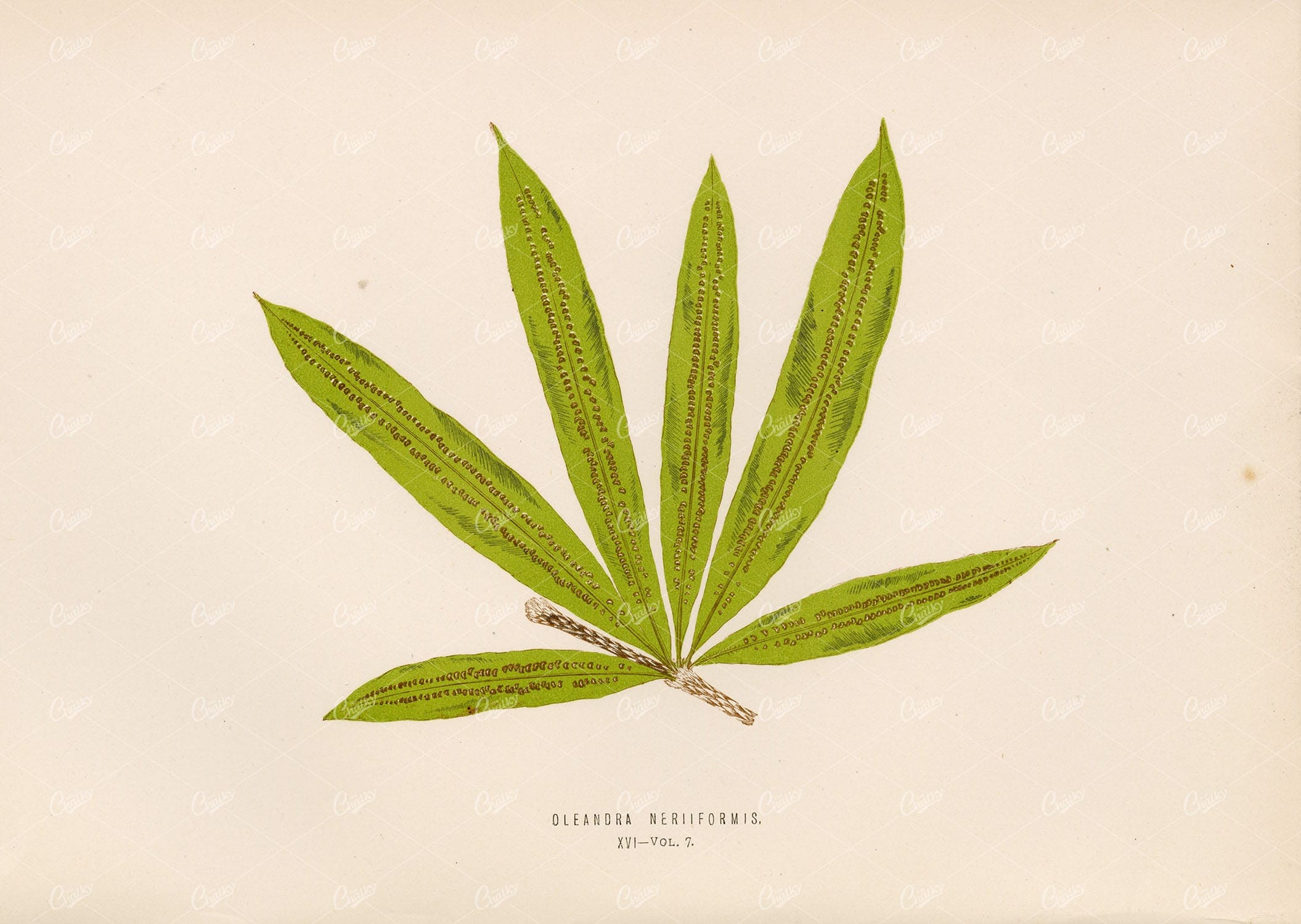 OLEANDRA Neriiformis Fern Drawing by Edward Lowe, Plate XVI