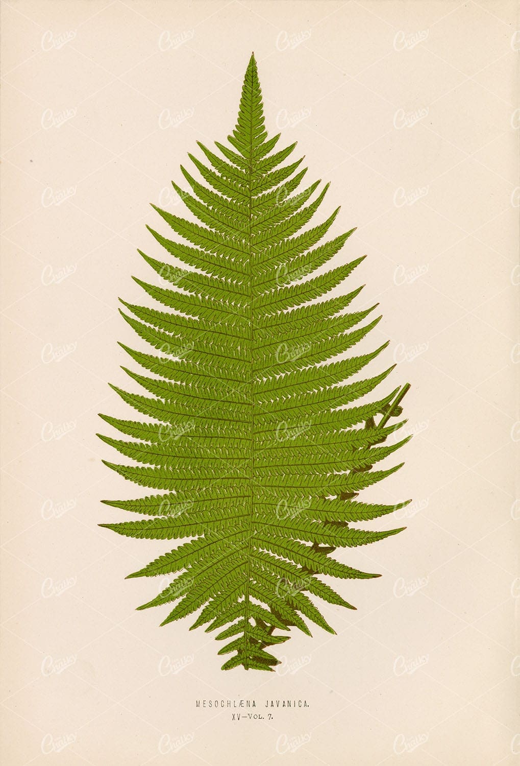 MESOCHLAENA Javanica Fern Illustration by Edward Lowe Plate XV