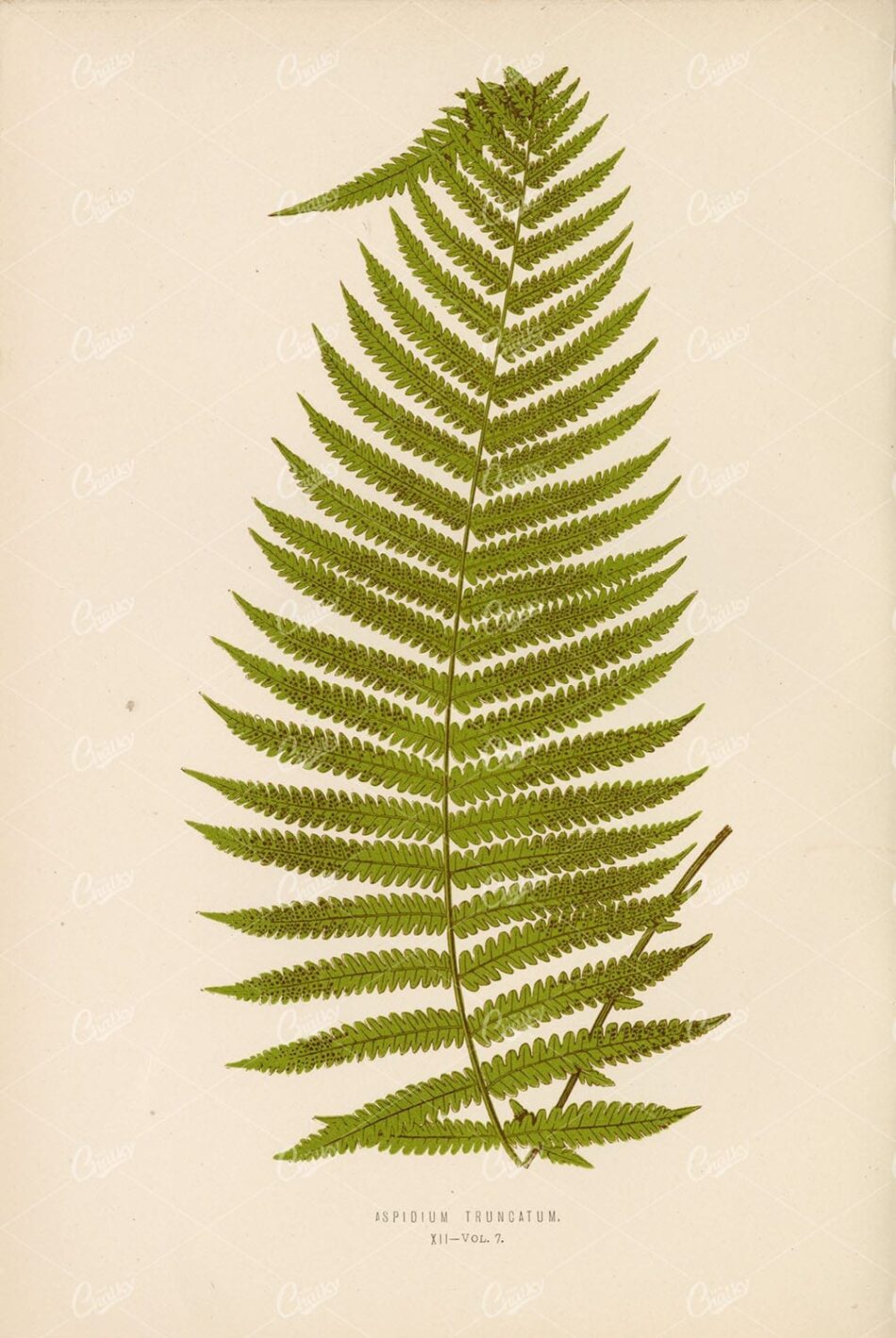 ASPIDIUM Truncatum Fern Artwork by Edward Lowe Plate XII