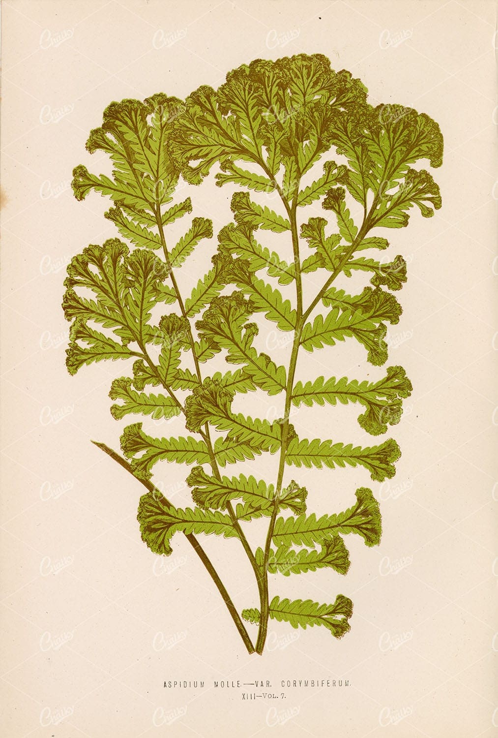 LOWE, E. Vintage Artwork of the Aspidium Fern Variety Plate XIII