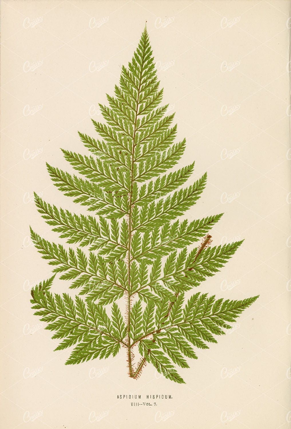 LOWE, E. Vintage Illustration of the Aspidium Hispidum Fern Plate VIII