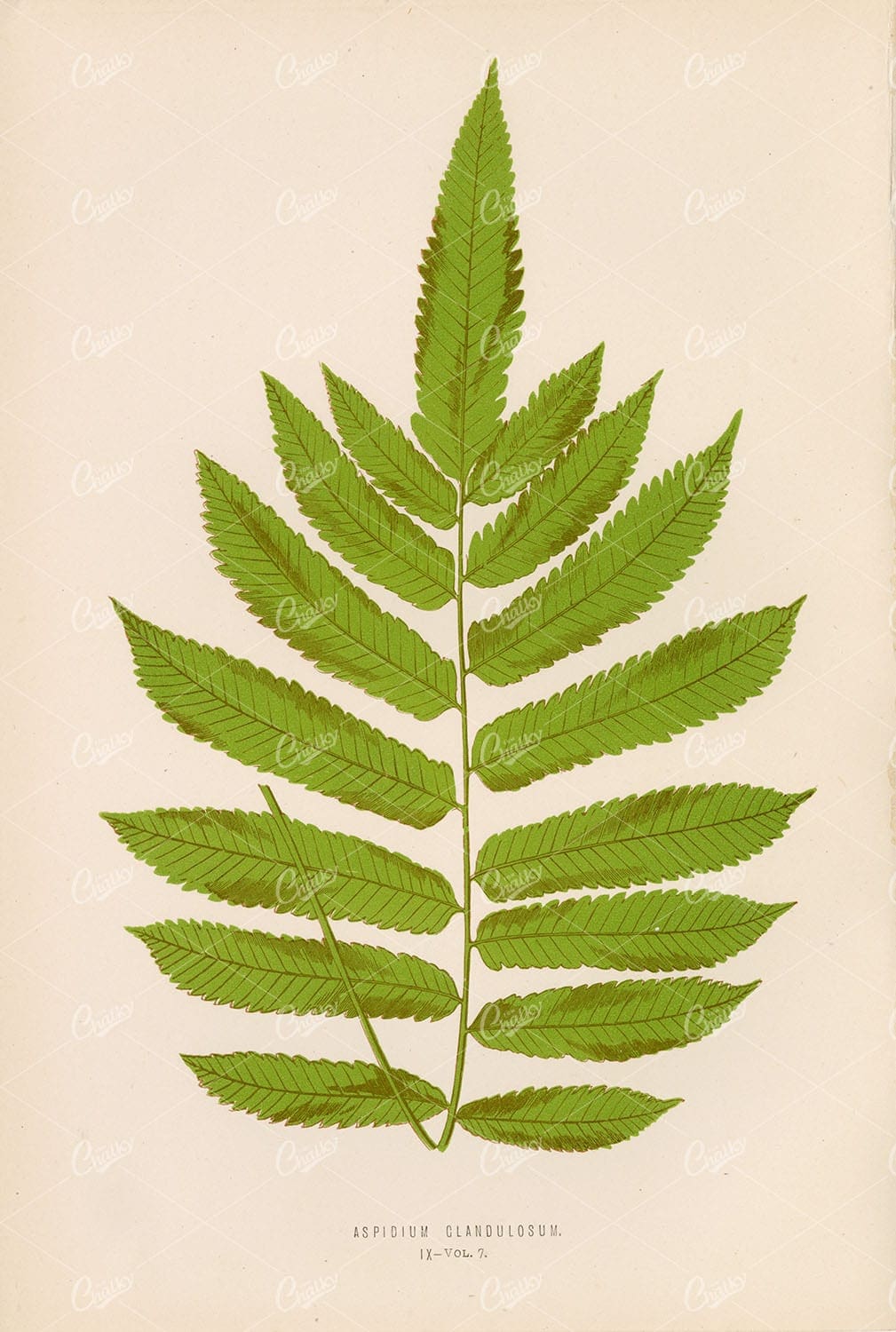 EDWARD, L. Vintage Illustration of the Aspidium Glandulosum Fern Plate IX