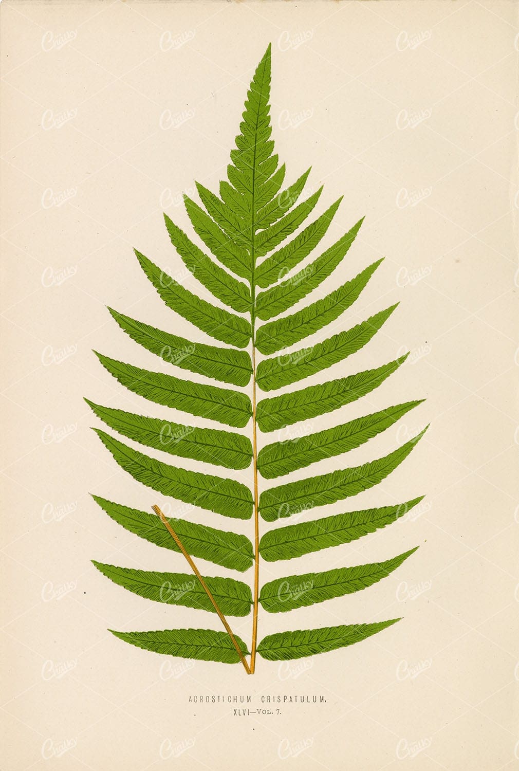 EDWARD, L. Vintage Illustration of the Acrostichum Crispatulum Fern Plate XLVI