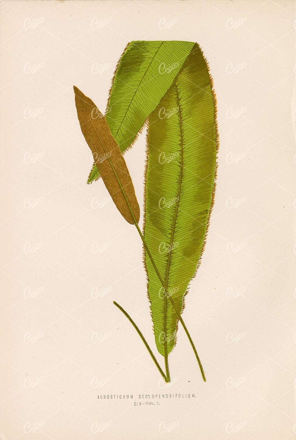 LOWE, E. Vintage Art of the Acrostichum Scolopendrifolium Fern Plate XLV