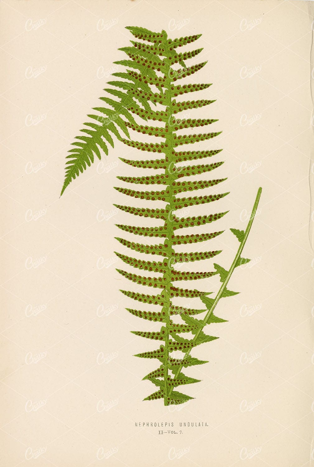 NEPHROLEPIS Undulata Fern Species Artwork by E. LOWE Plate XX