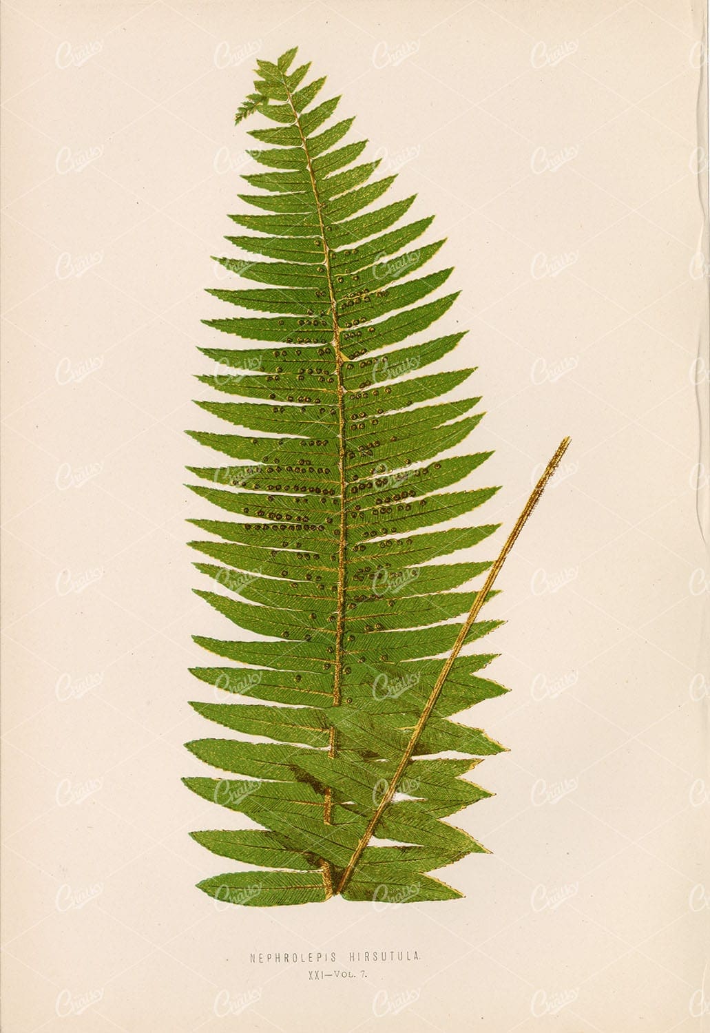 NEPHROLEPIS Hirsutula Fern Species Artwork by E. LOWE Plate XXI