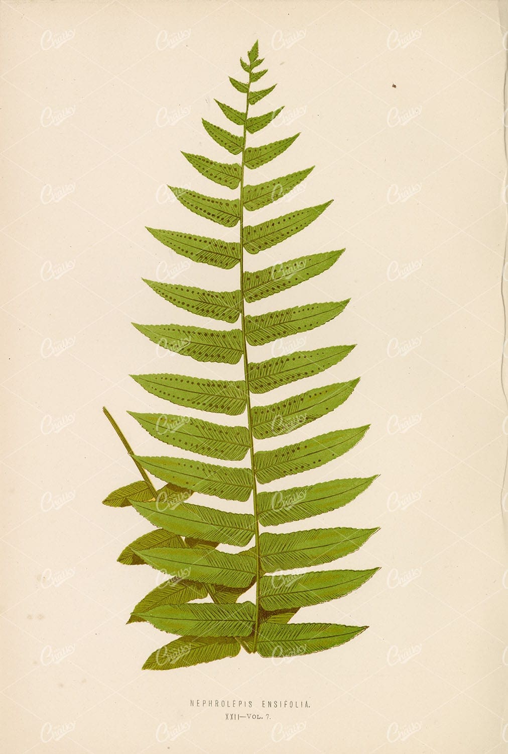 FERN Artwork of the Nephrolepis Ensifolia Species by E. LOWE Plate XXII