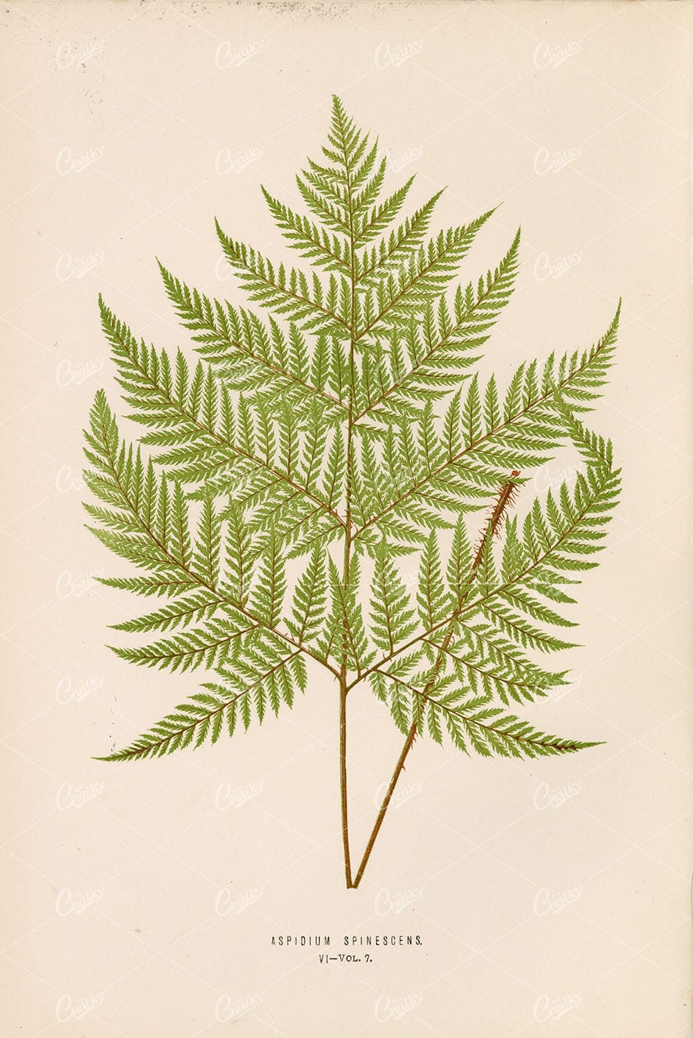 FERN Artwork of the Aspidium Spinescens Species by E. LOWE Plate VI
