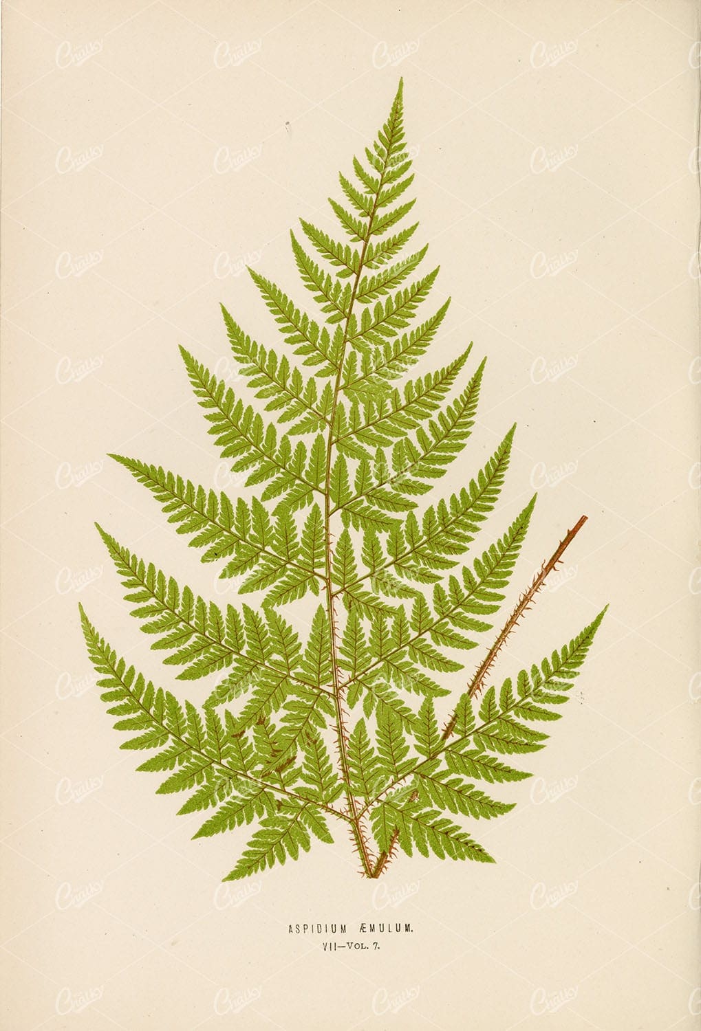 ASPIDIUM Aemulum Fern Artwork by Edward Lowe 1856 Plate VII