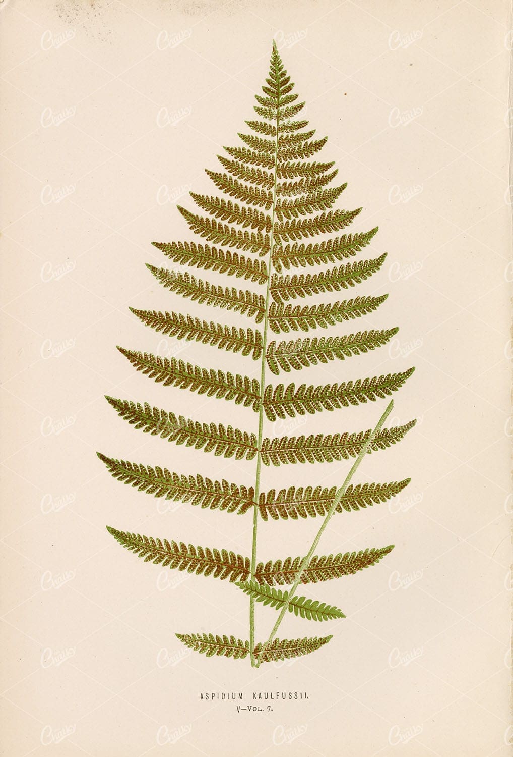 FERNS: British and Exotic Vintage Art by Edward Lowe Plate V Vol.7