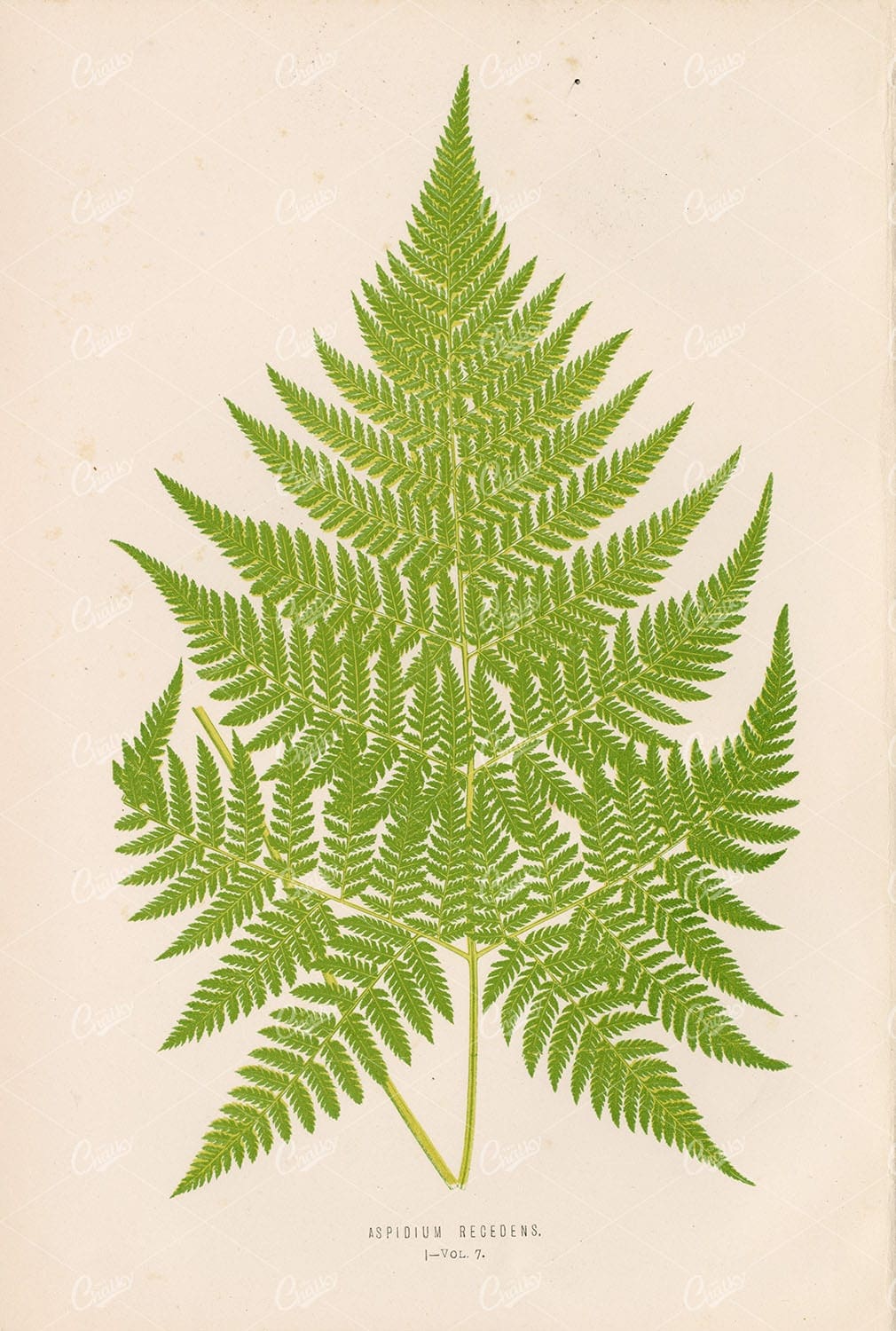 VINTAGE Art of the Aspidium Recedens Fern by Edward Lowe, Plate I