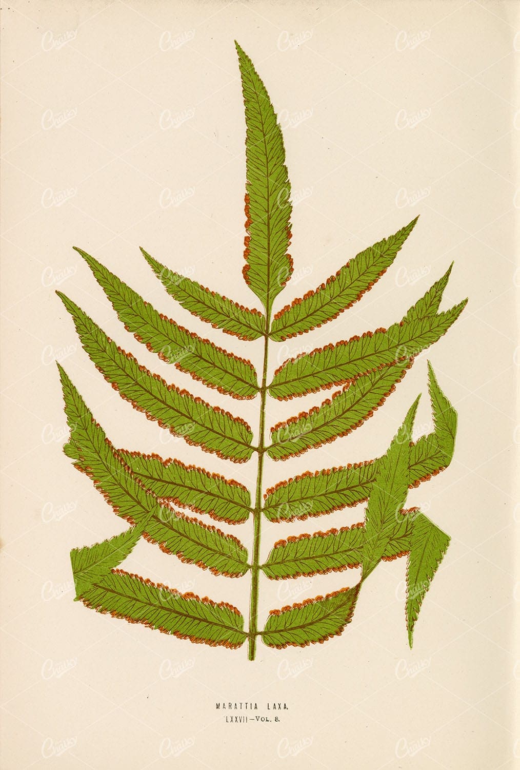VINTAGE Art of the Marattia Laxa Fern by Edward Lowe Plate LXXVII