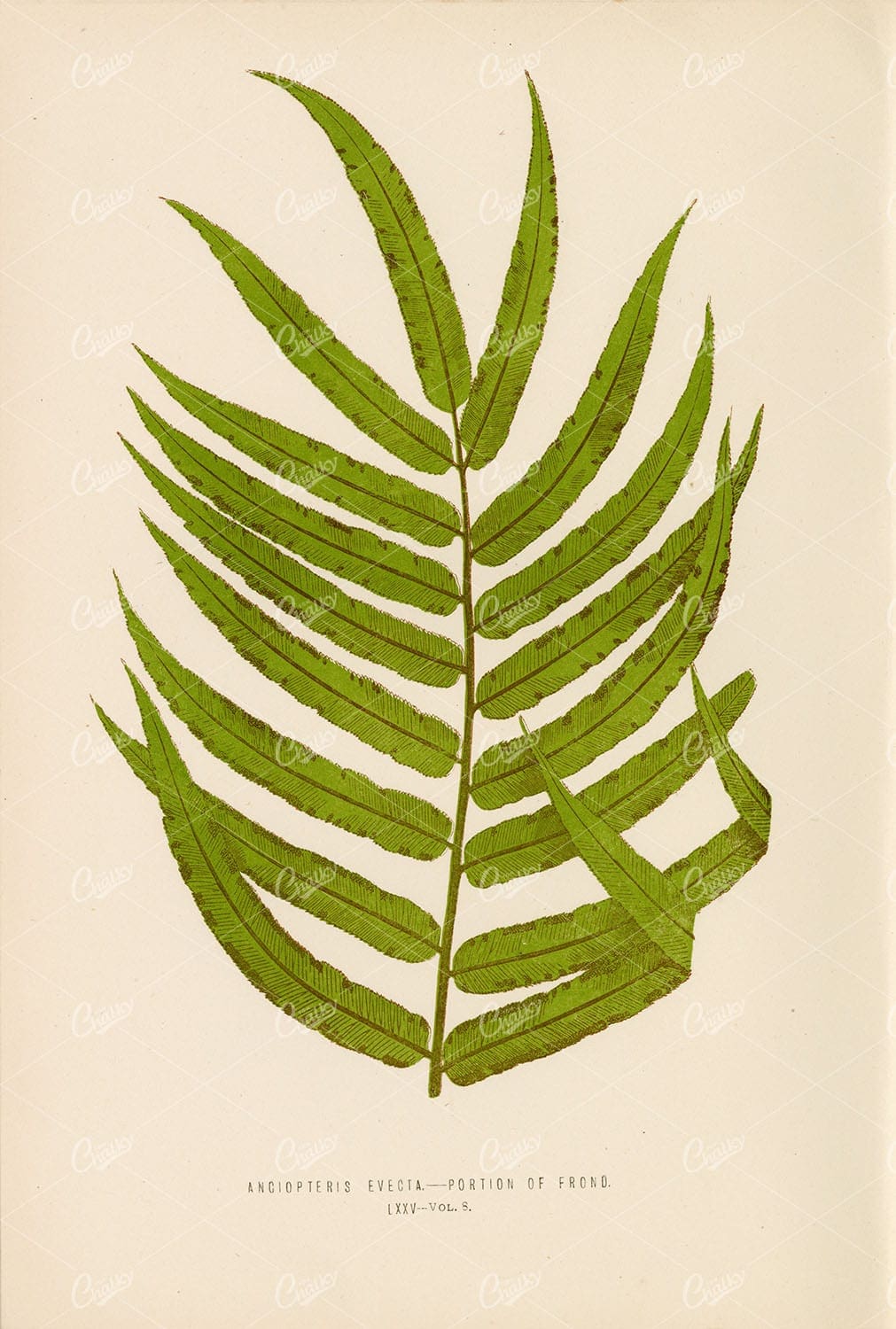 VINTAGE Artwork of the Angiopteris Evecta Fern by E. LOWE Plate LXXV