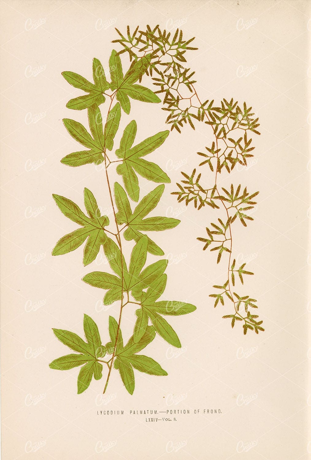 LYGODIUM Palmatum Fern Artwork by E. LOWE Plate LXXIV