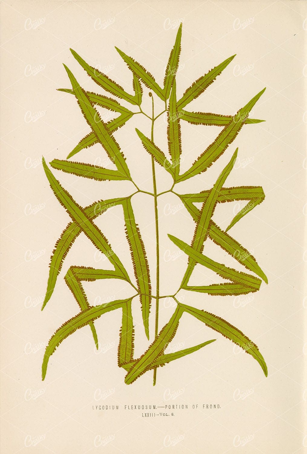 LYGODIUM Flexuosum Fern Artwork by E. LOWE Plate LXXIII