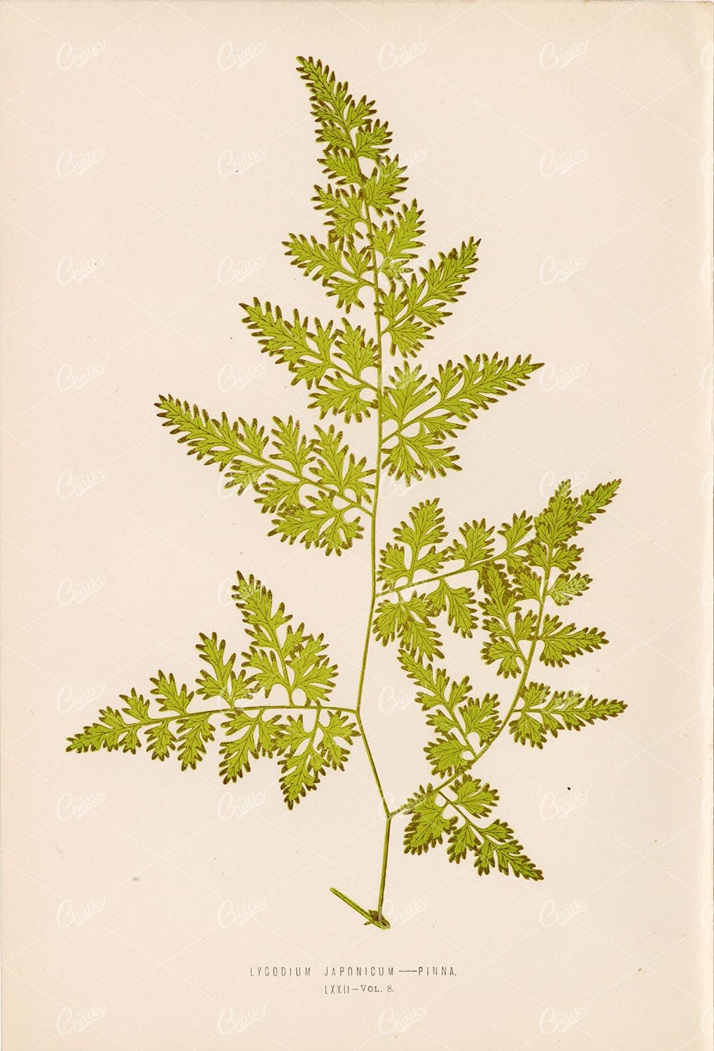 BOTANICAL Artwork of the Lygodium Japonicum by E. LOWE Plate LXXII