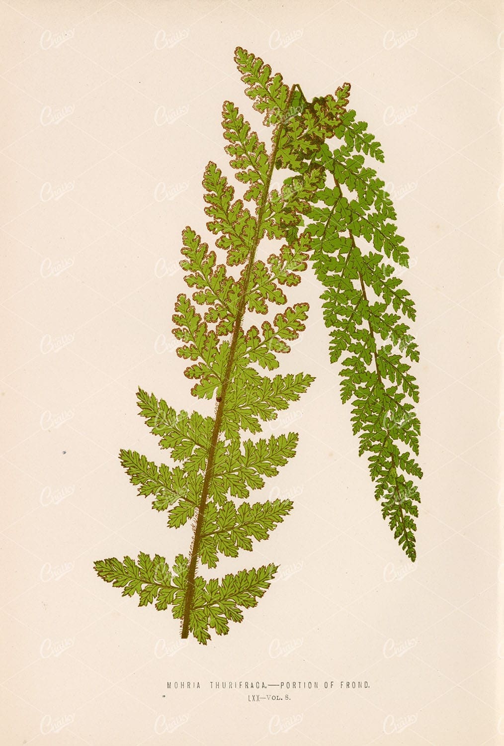 BOTANICAL Mohria Thurifraga Fern Artwork by E. LOWE Plate LXX