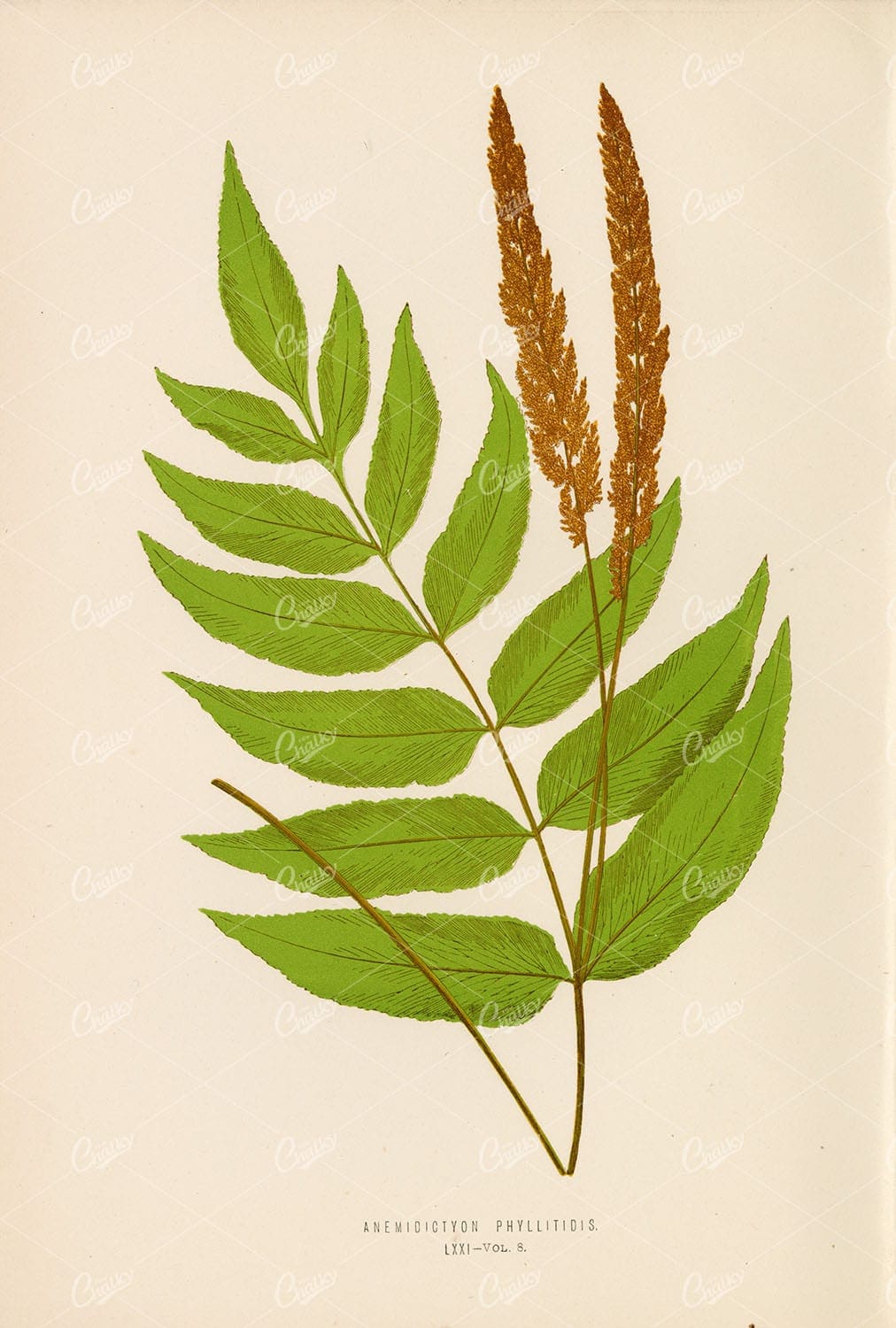 BOTANY Artwork by Edward Lowe, Anemidictyon Phyllitidis Fern Plate LXXI