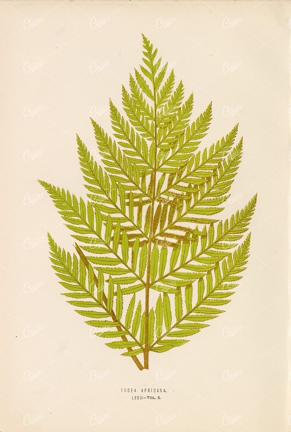 TODEA Africana Fern Illustration by Edward Lowe, Plate LXVII
