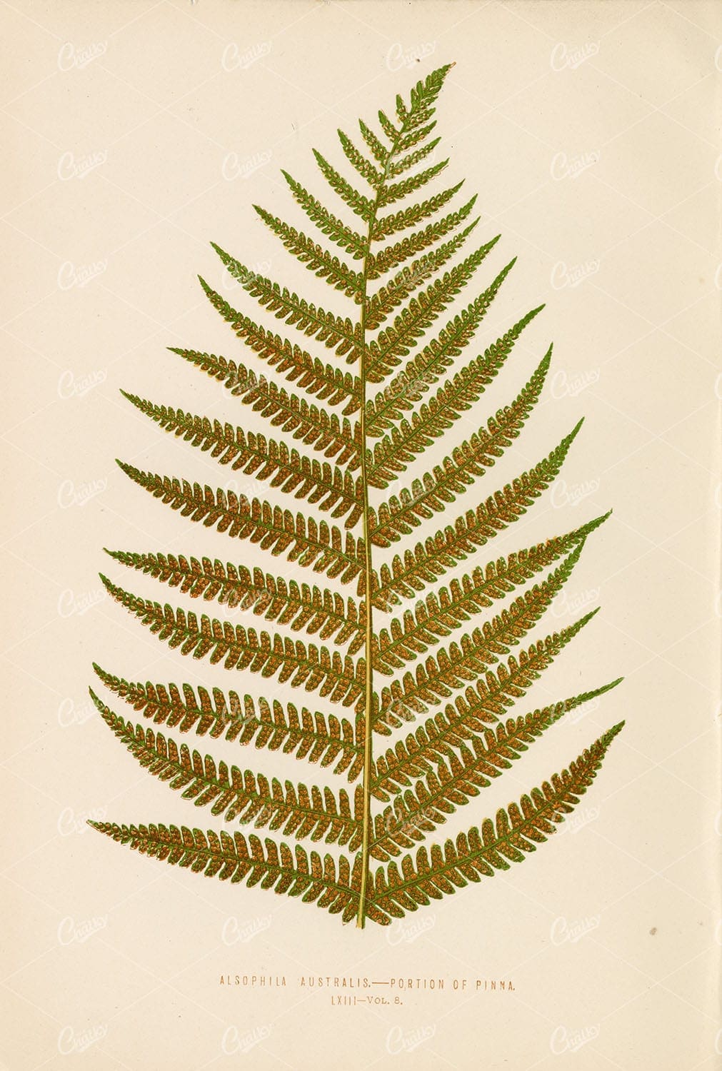 ALSOPHILA Australis Fern Artwork by Edward Lowe, Plate LXIII
