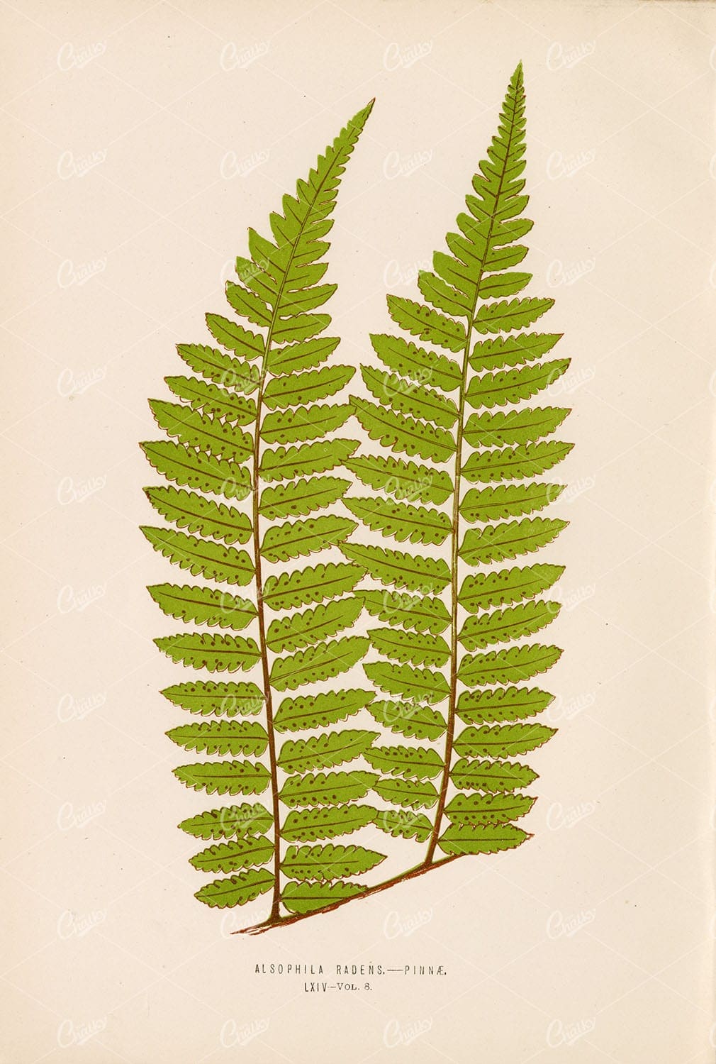 BOTANY Artwork by Edward Lowe of the Alsophila Radens Fern Species Plate LXIV