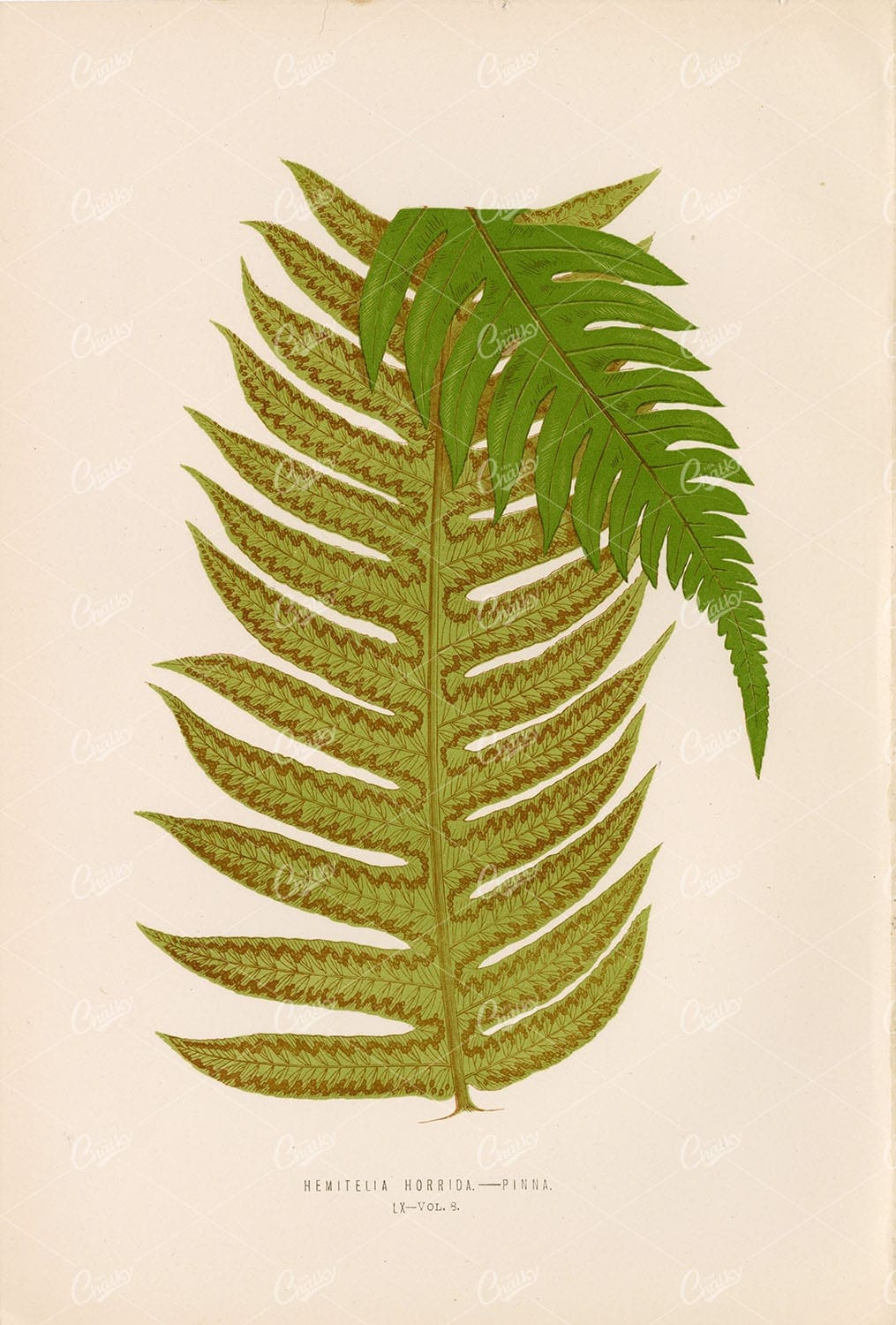 HEMITELIA Horrida Fern Species Artwork by LOWE, E. Plate LX