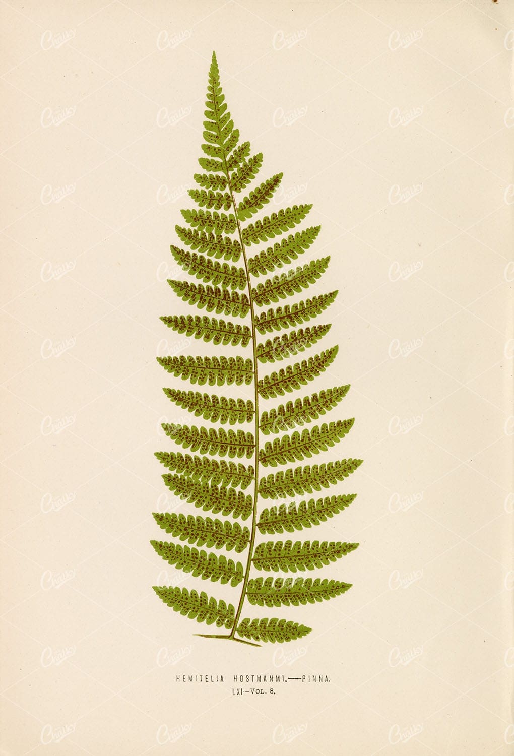 PLANT Artwork of the Hemitelia Hostmanmi Fern by LOWE, E Plate LXI
