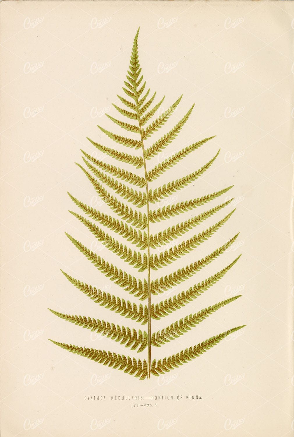 PLANT Artwork of the Cyathea Medullaris Fern by LOWE, E Plate LVII