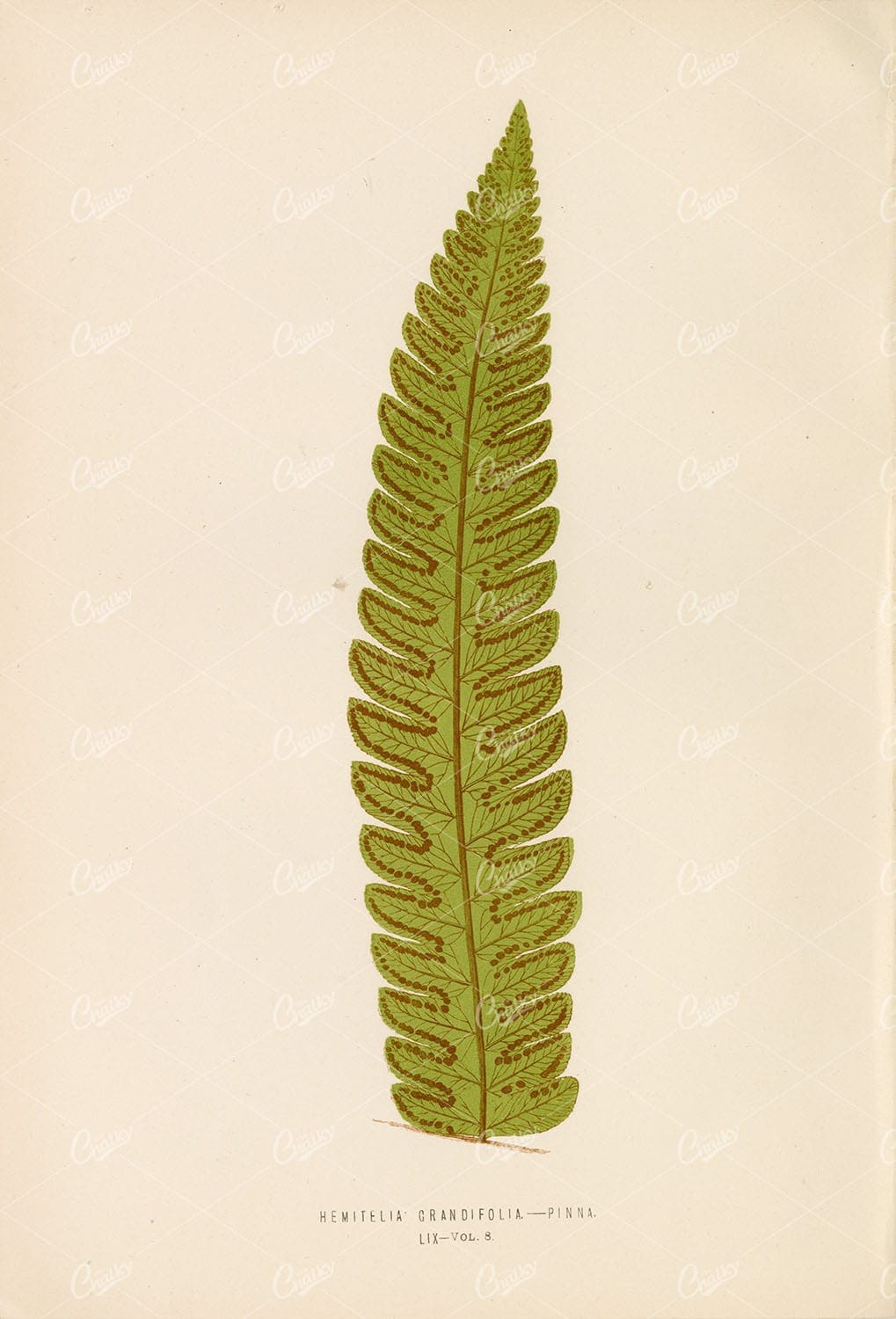 NATURE Artwork of the Hemitelia Grandifolia Fern by Edward Lowe, Plate LIX