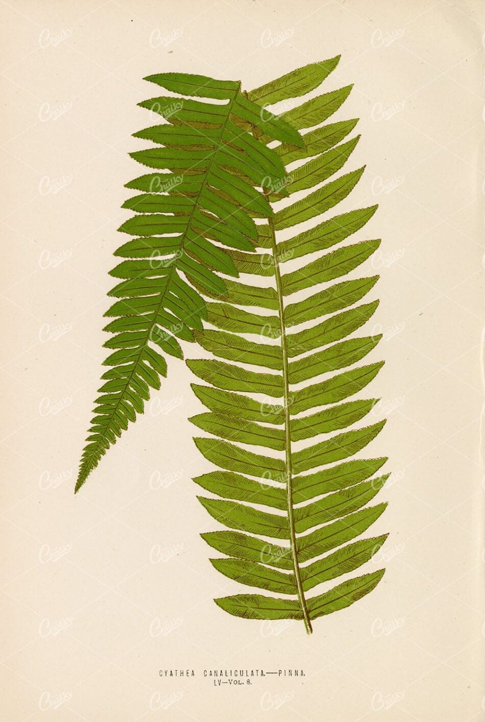 NATURAL Artwork of the Cyathea Canaliculata Fern by E. LOWE Plate LV