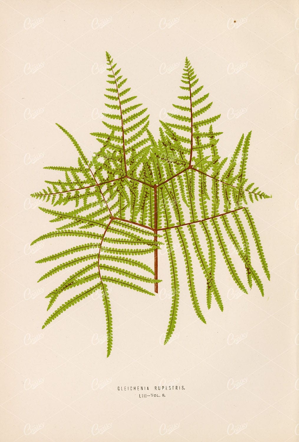 NATURE Artwork of the Gleichenia Rupestris Fern by LOWE, E. Plate LIII