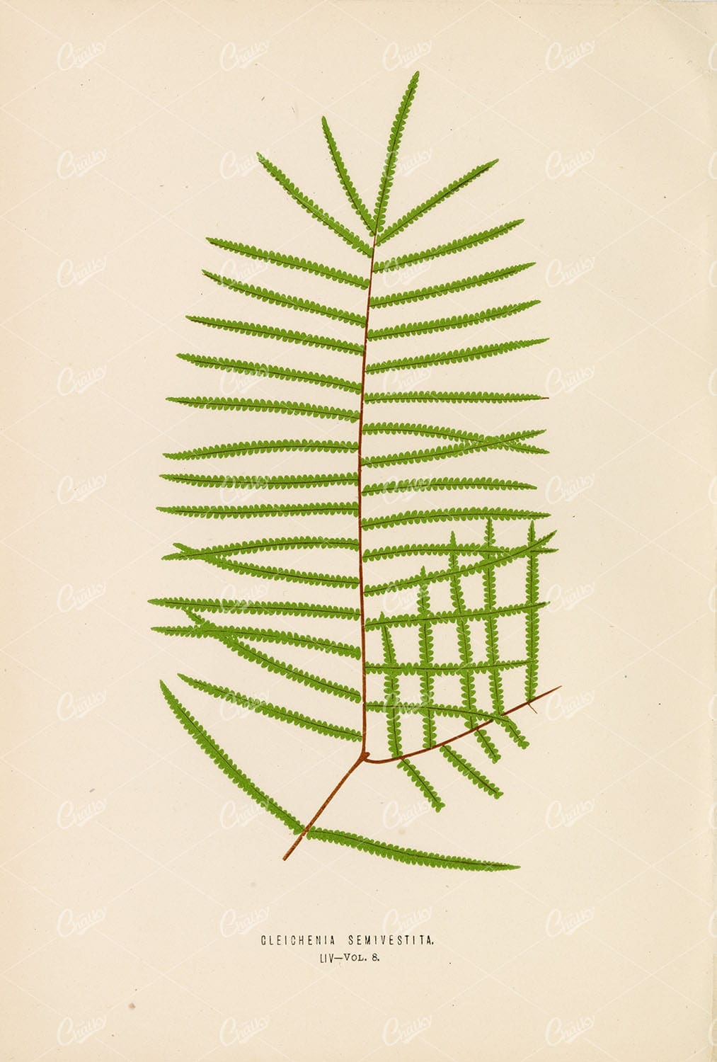 GLEICHENIA Semivestita Fern Illustration by Edward Lowe, Plate LIV