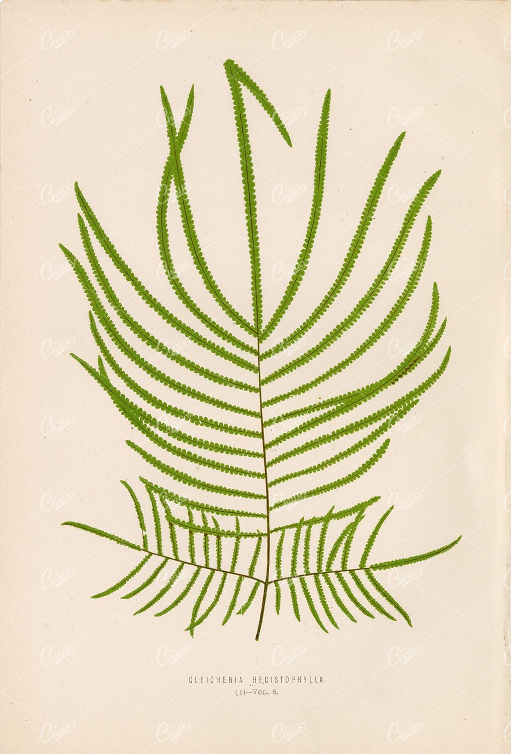 GLEICHENIA Hecistophylla Fern Artwork by Edward Lowe, Plate LII