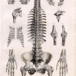 1879 Bock Human ANATOMY Stock Image Skeleton Ligament Trunk Spine Shoulder
