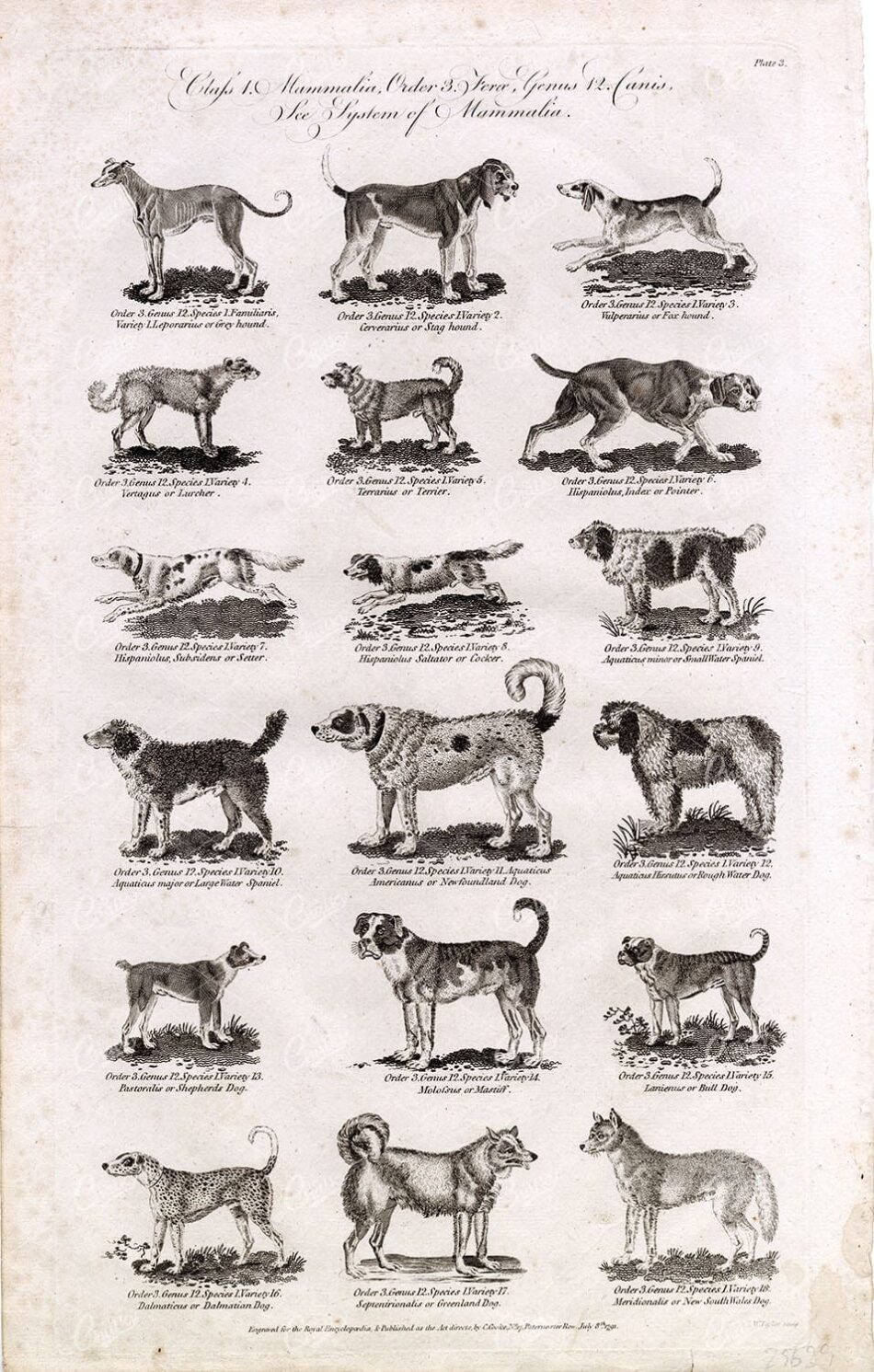 VARIETY of Dog Breed Illustrations, Plate 3, Royal Encyclopaedia 1789
