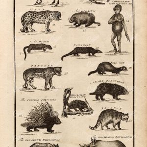 QUADRUPEDS Mammals Chimpanzee Panther etc - 1788 Folio Antique Stock Image