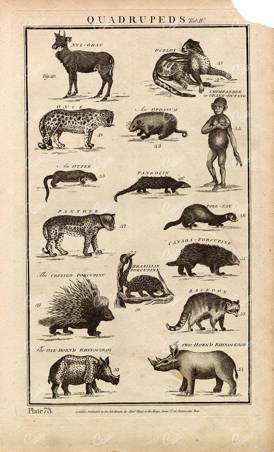 QUADRUPEDS Mammals Chimpanzee Panther etc - 1788 Folio Antique Stock Image